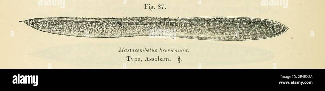 Mastacembelus niger. Stock Photo