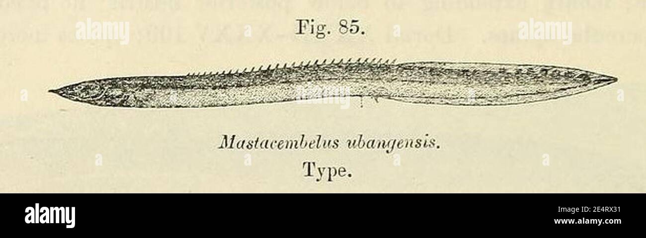 Mastacembelus niger2. Stock Photo