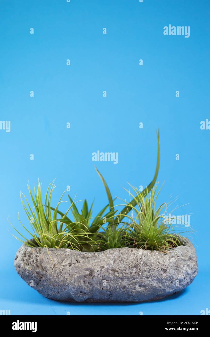 Air plants hi-res stock photography and images - Alamy