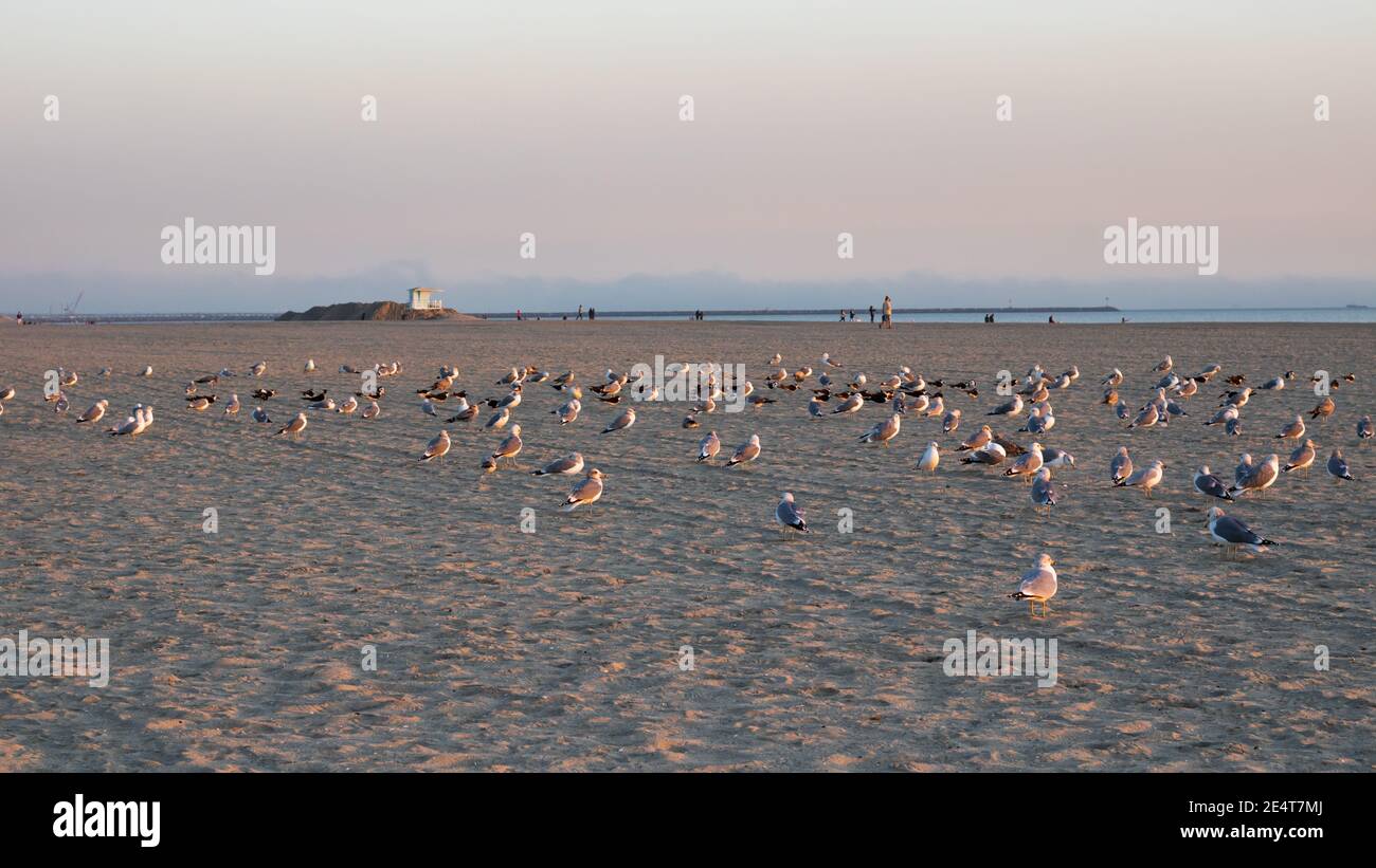 Golden hour view of a flock of seagulls resting in long beach with lifeguard and people in the background Stock Photo
