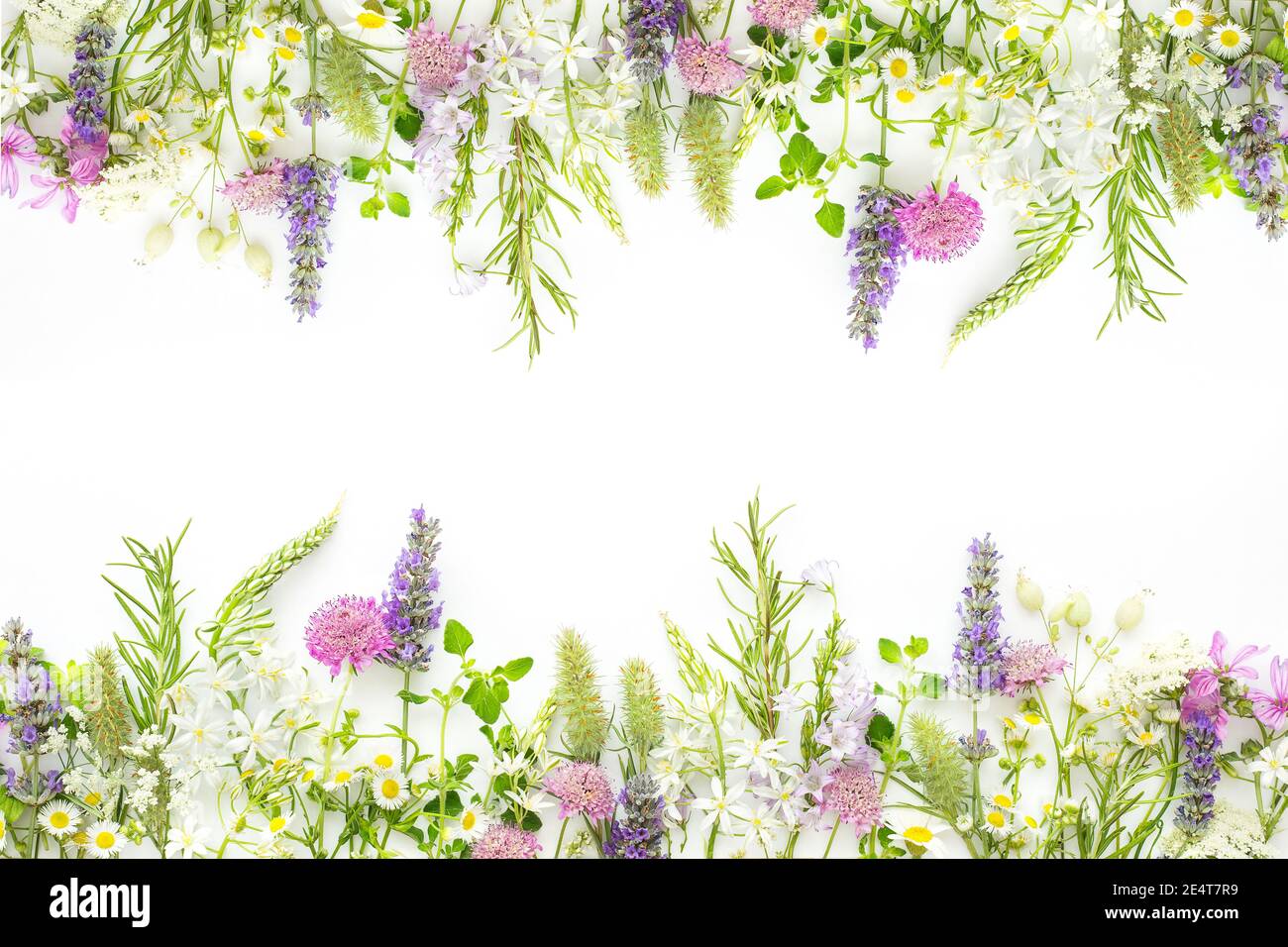 Composition of wild flowers and aromatic herbs on a white background. Stock Photo
