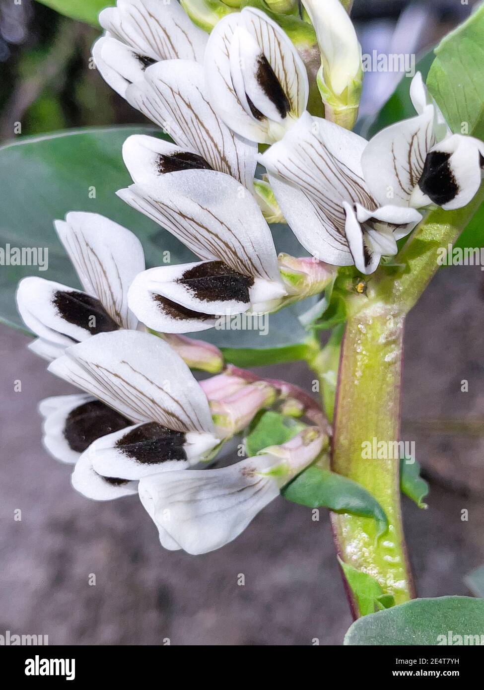 A close up of a flower. High quality photo. Bean plant in bloom. Stock Photo