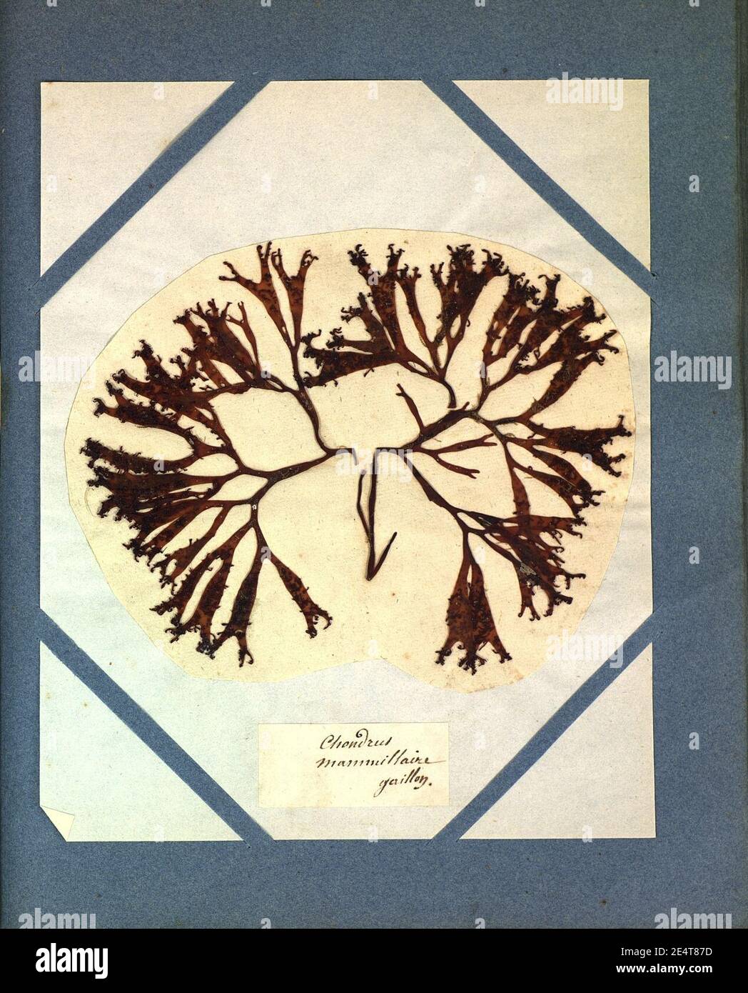 Mastocarpus stellatus Agathe Le Gourcuff. Stock Photo