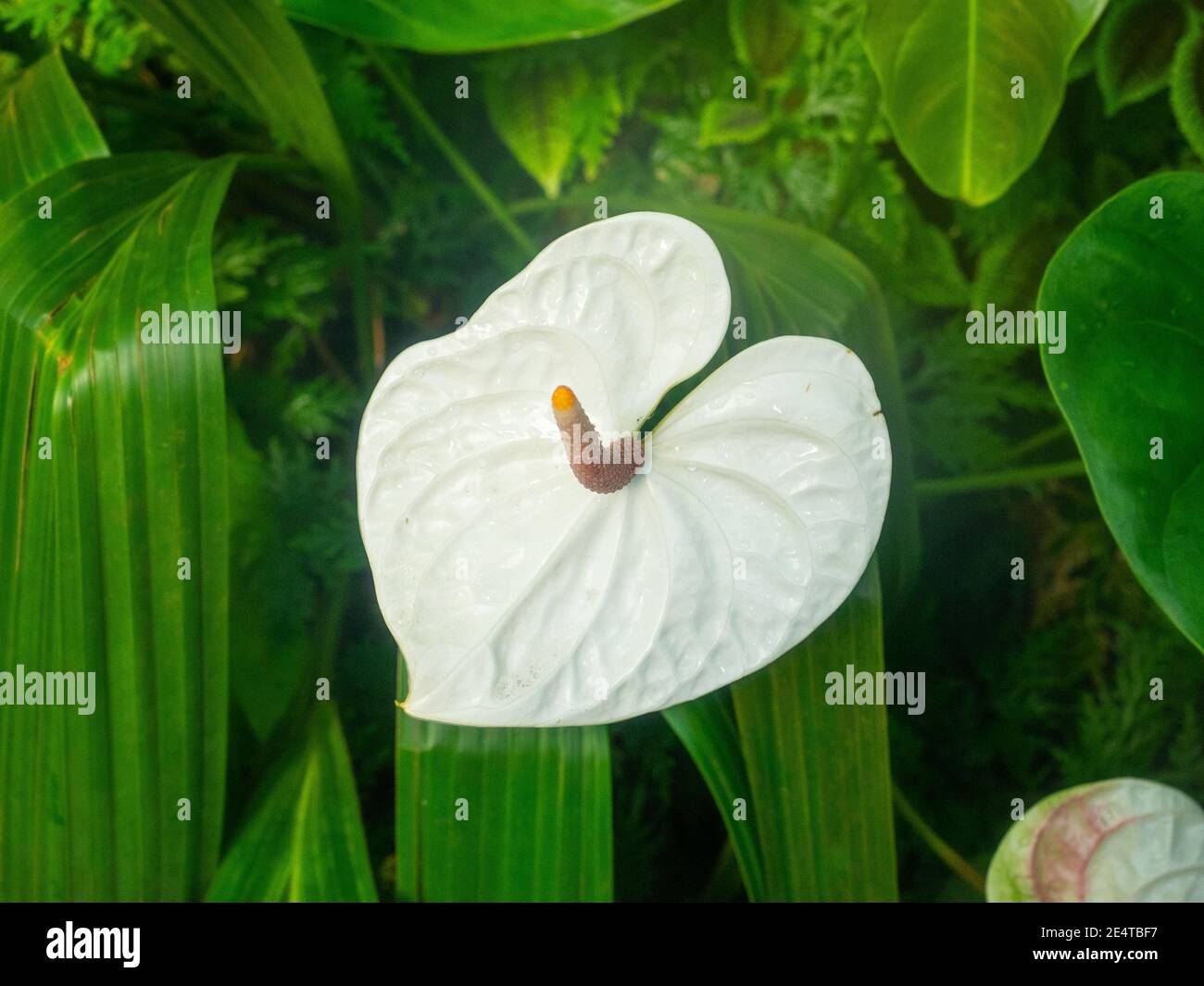 Anthurium  is a genus of about 1000 species of flowering plants, the largest genus of the arum family, Araceae.General common names include anthurium, Stock Photo