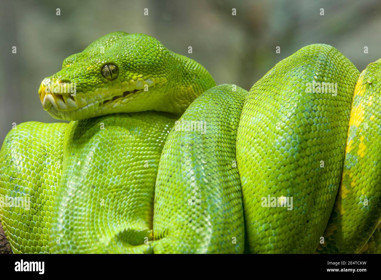 The green tree python (Morelia viridis) is a species of snake in the ...