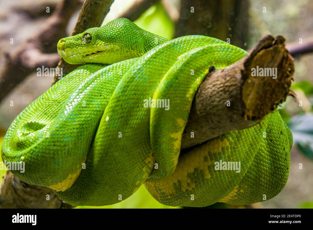 The green tree python (Morelia viridis) is a species of snake in the ...