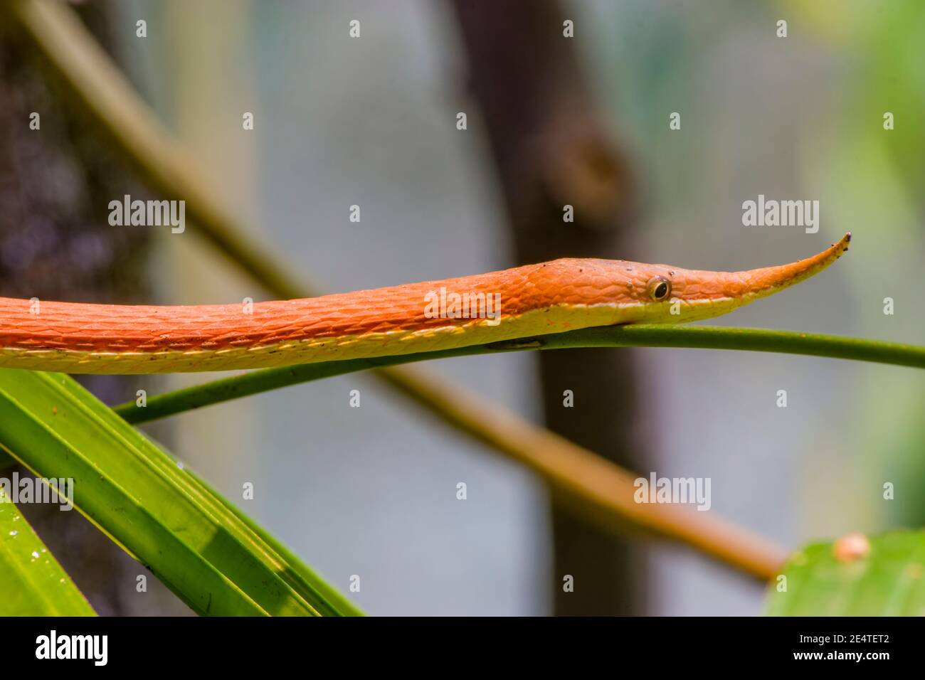 Madagascar leaf-nosed snake (Langaha madagascariensis) is a medium