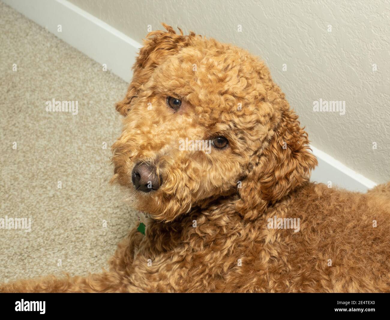 Australian Labradoodle is a mix between the Labrador Retriever, Poodle