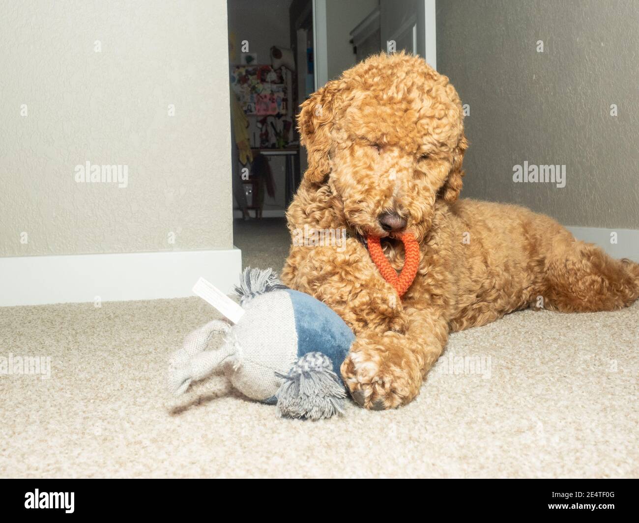 Australian Labradoodle is a mix between the Labrador Retriever, Poodle