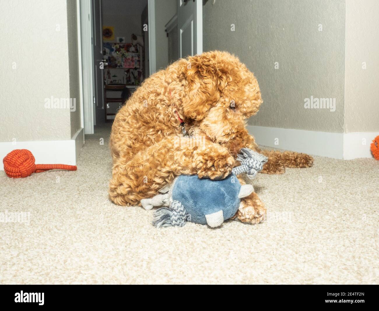 Cocker Labradoodle Australian Labradoodle is a mix between the Labrador Retriever, Poodle ...