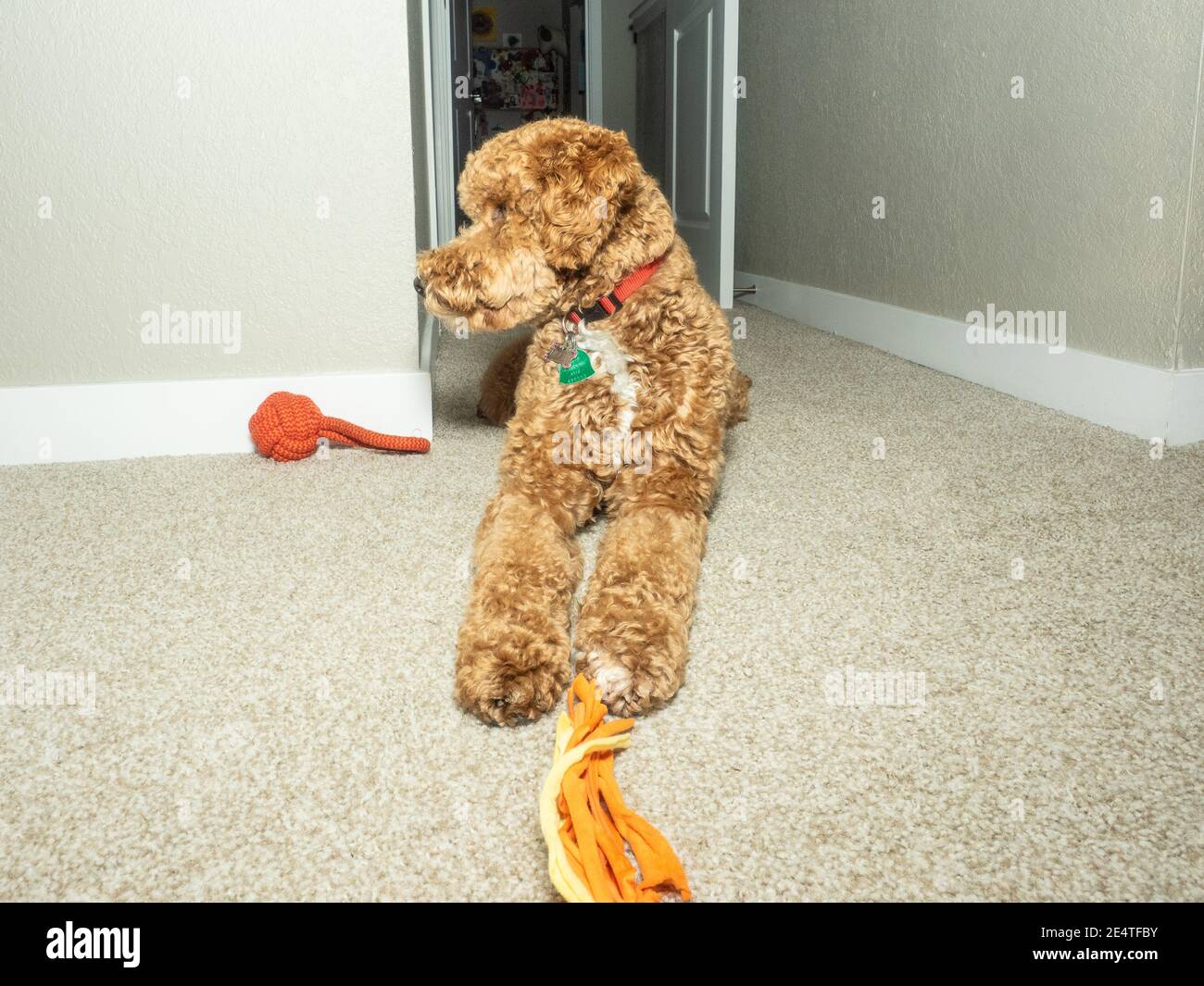 Cocker Labradoodle Australian Labradoodle is a mix between the Labrador Retriever, Poodle ...