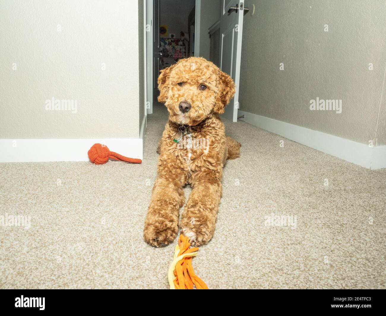 Cocker Labradoodle Australian Labradoodle is a mix between the Labrador Retriever, Poodle ...