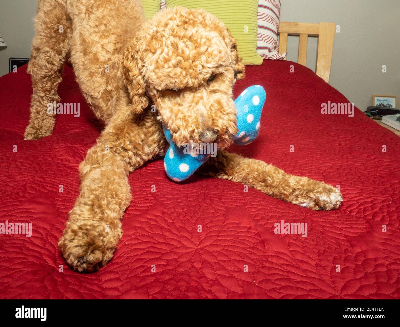 Australian Labradoodle is a mix between the Labrador Retriever, Poodle