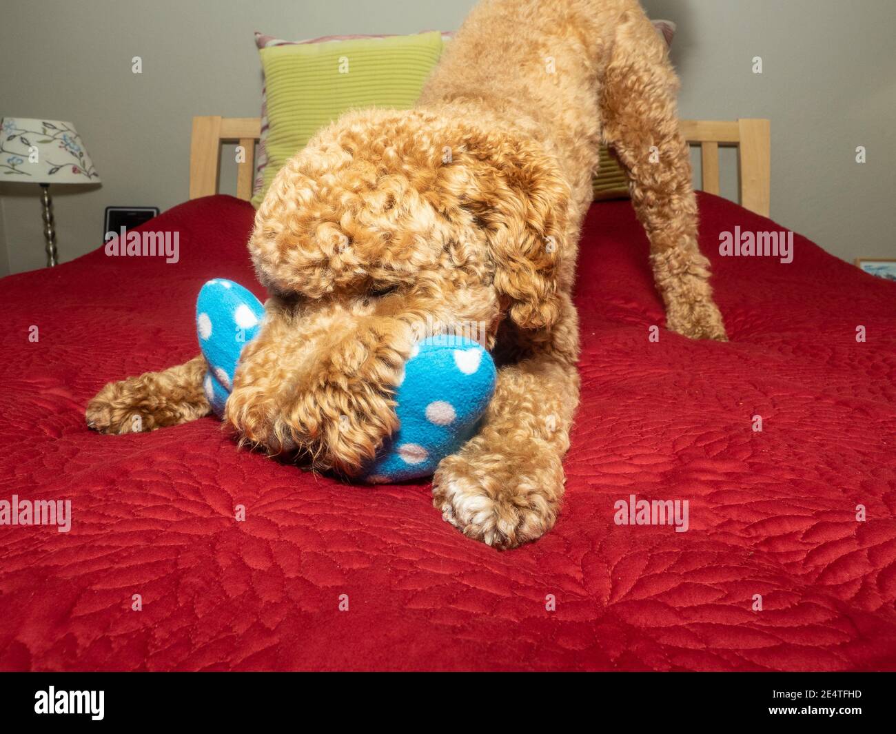 Cocker Labradoodle Australian Labradoodle is a mix between the Labrador Retriever, Poodle ...