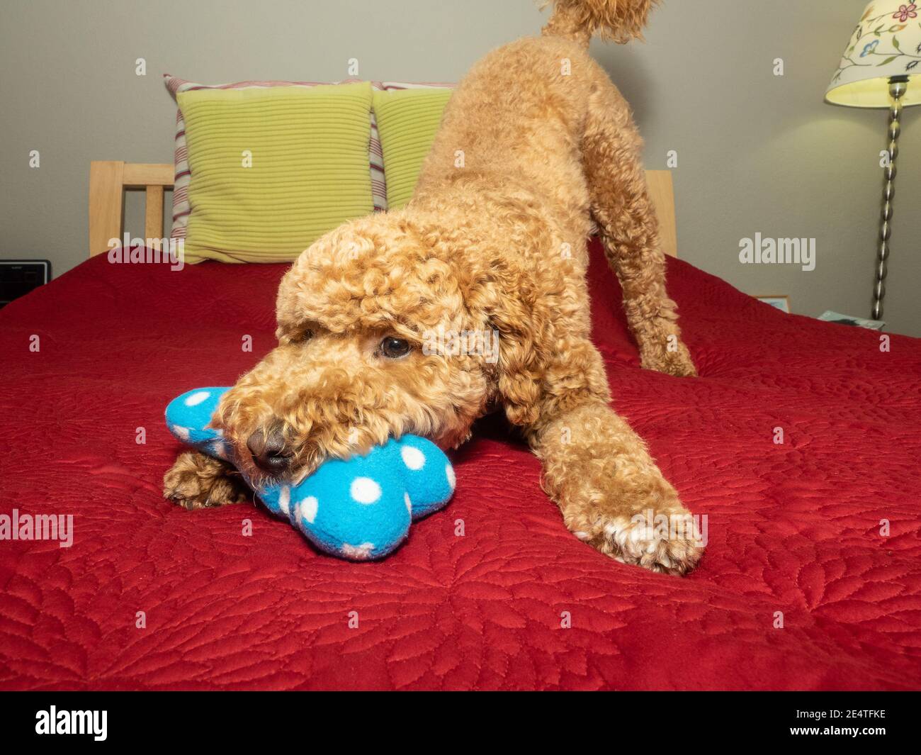 Cocker Labradoodle Australian Labradoodle is a mix between the Labrador Retriever, Poodle ...