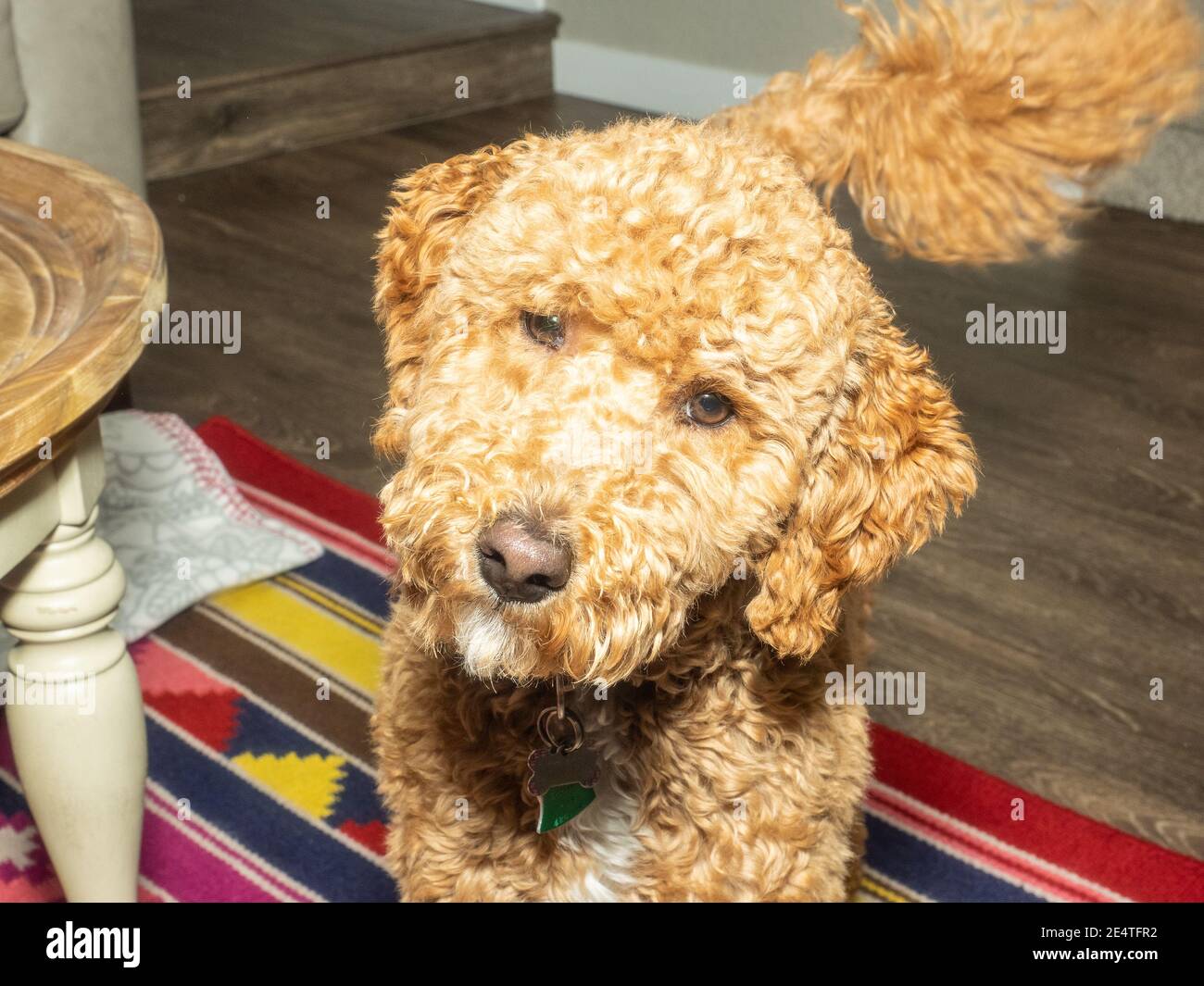 Australian Labradoodle is a mix between the Labrador Retriever, Poodle