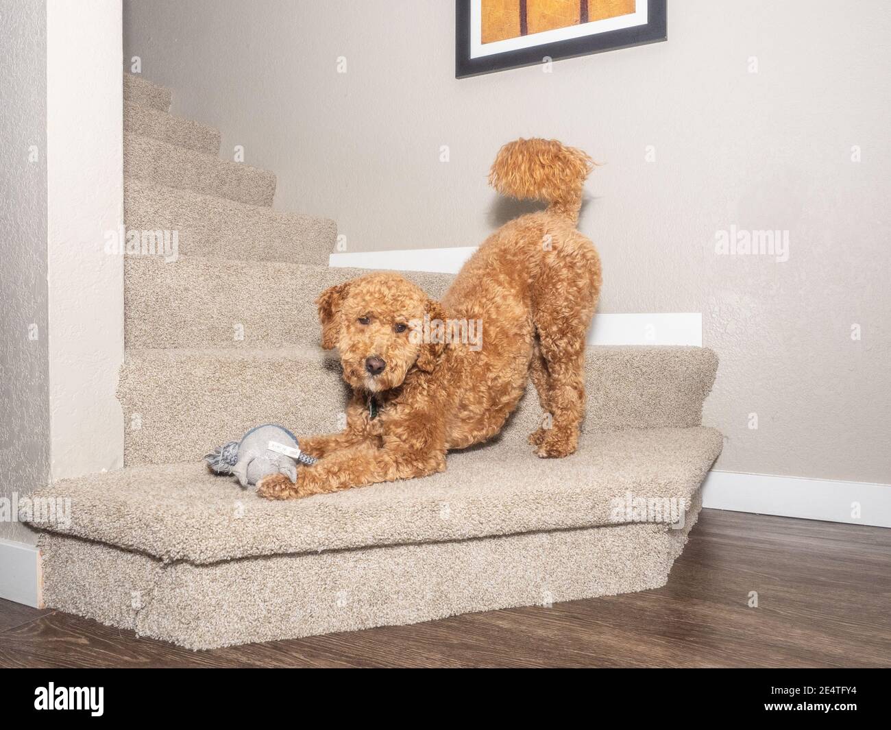 Cocker Labradoodle Australian Labradoodle is a mix between the Labrador Retriever, Poodle ...