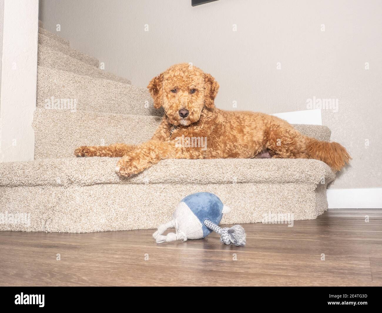 Cocker Labradoodle Australian Labradoodle is a mix between the Labrador Retriever, Poodle ...