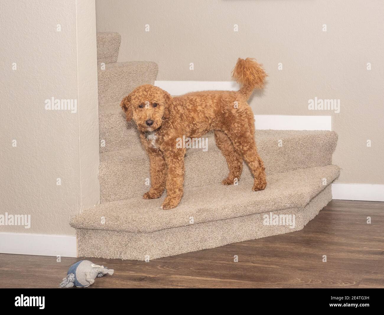 Australian Labradoodle is a mix between the Labrador Retriever, Poodle