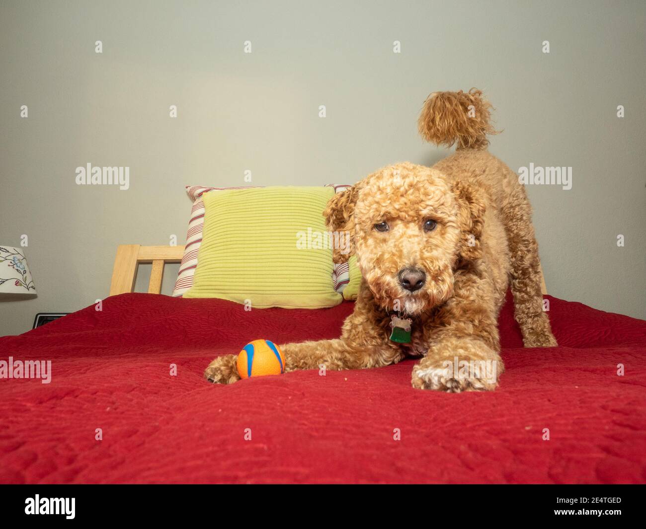 Cocker Labradoodle Australian Labradoodle is a mix between the Labrador Retriever, Poodle ...