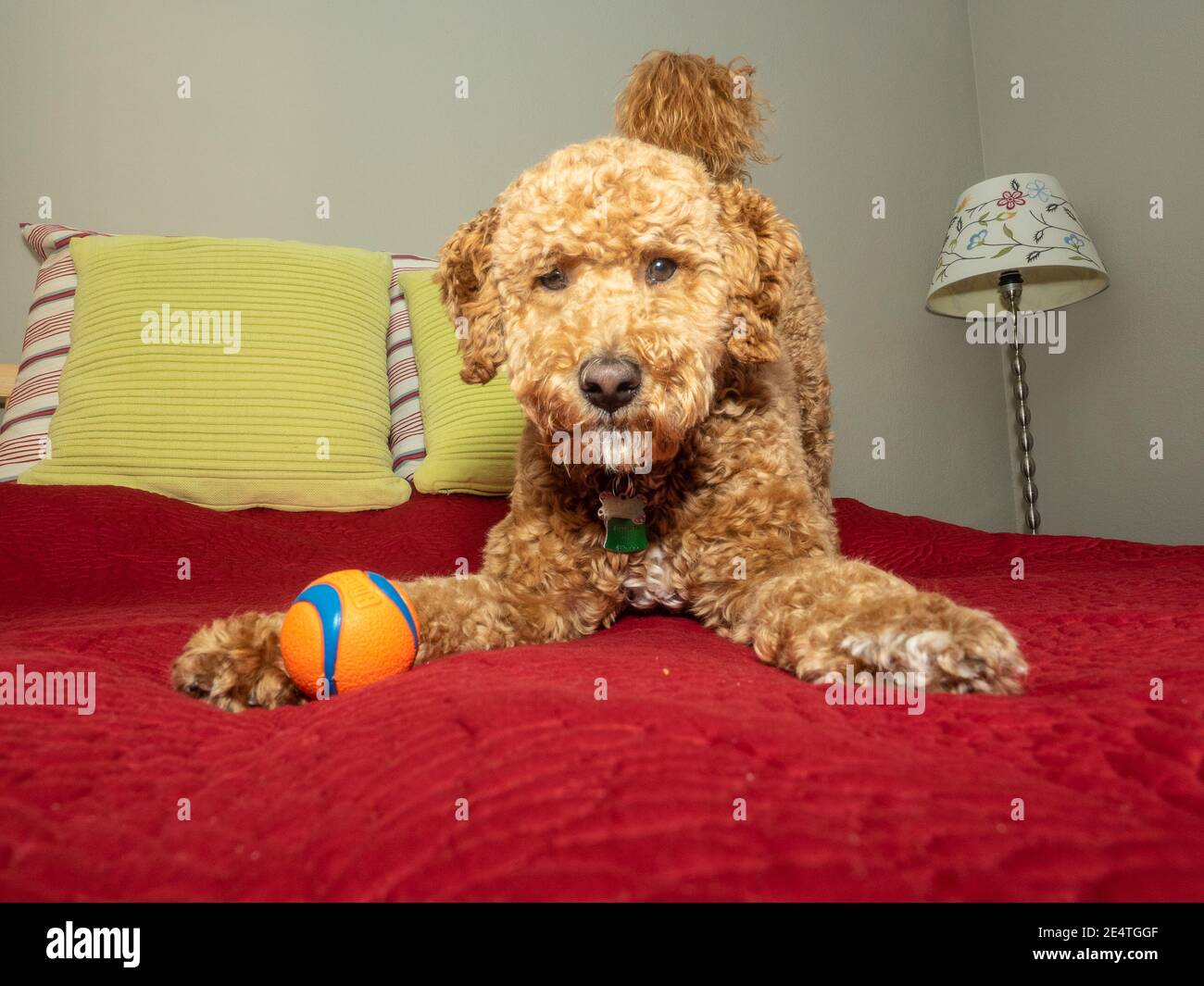 Australian Labradoodle is a mix between the Labrador Retriever, Poodle