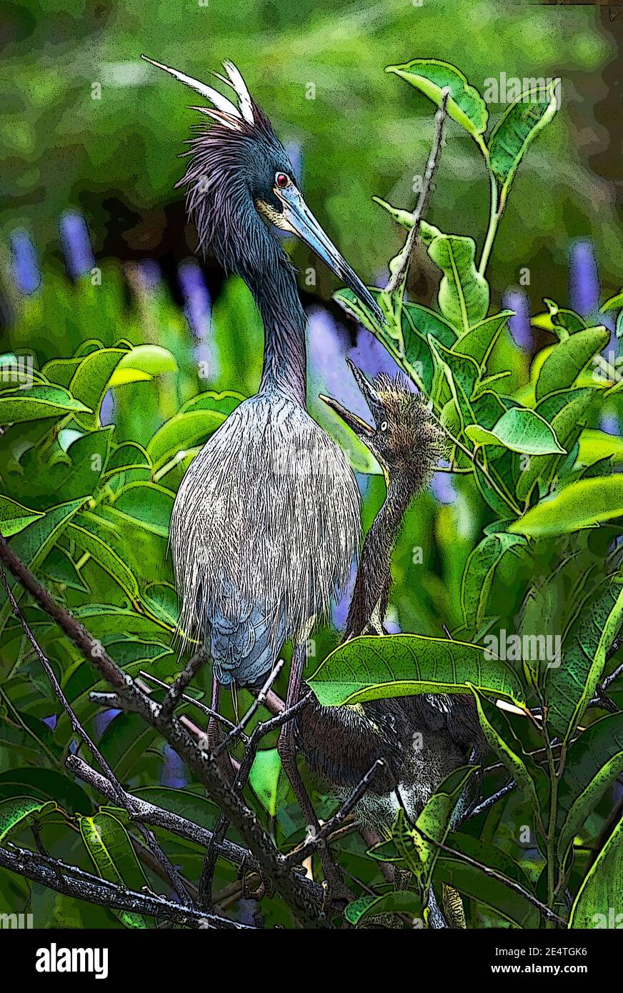 tri color heron with chick Stock Photo