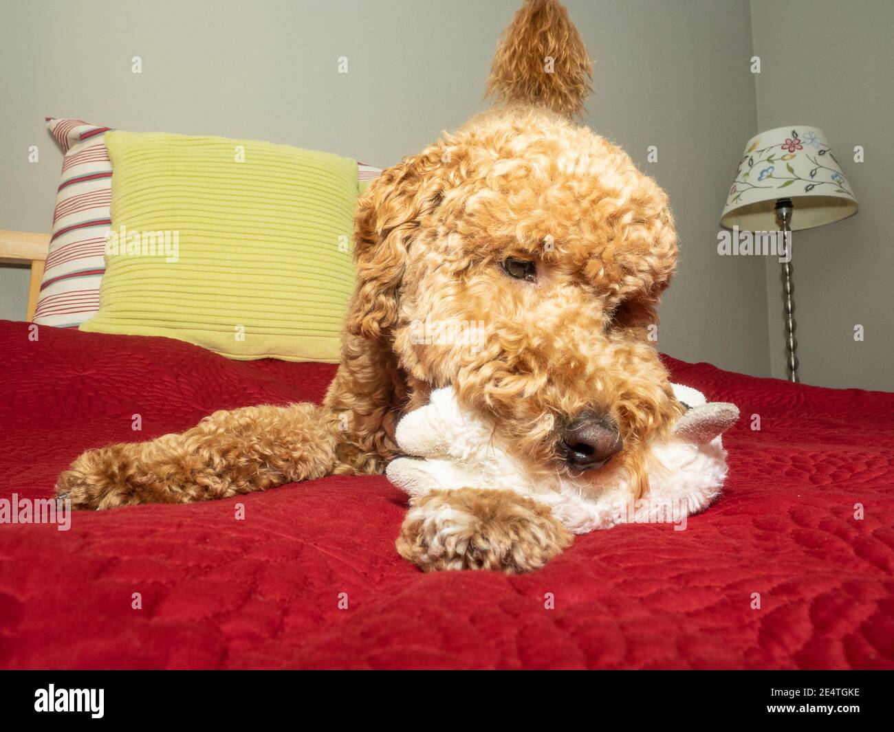 Australian Labradoodle is a mix between the Labrador Retriever, Poodle