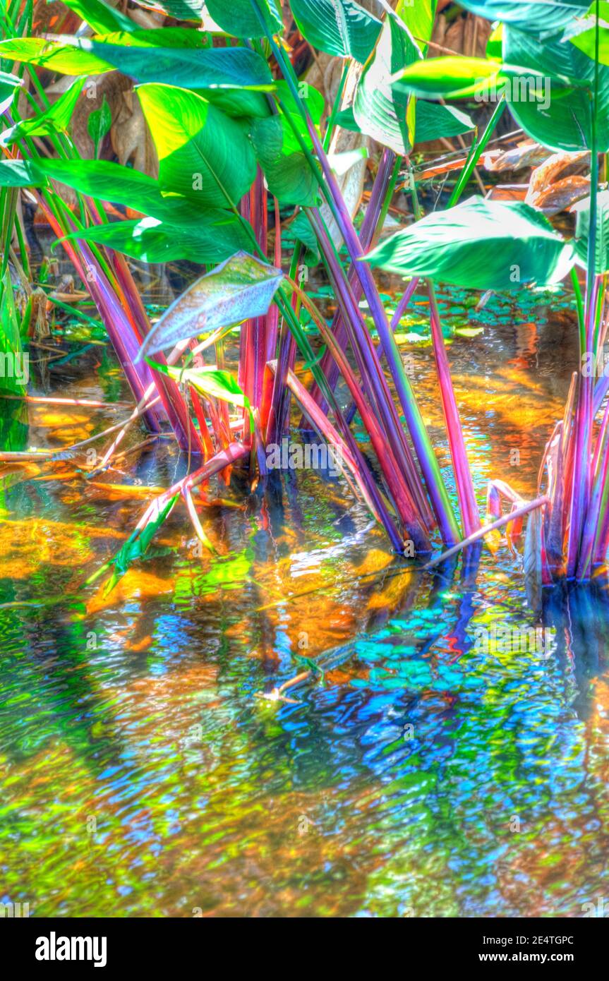 Florida water plants abstract hires stock photography and images Alamy