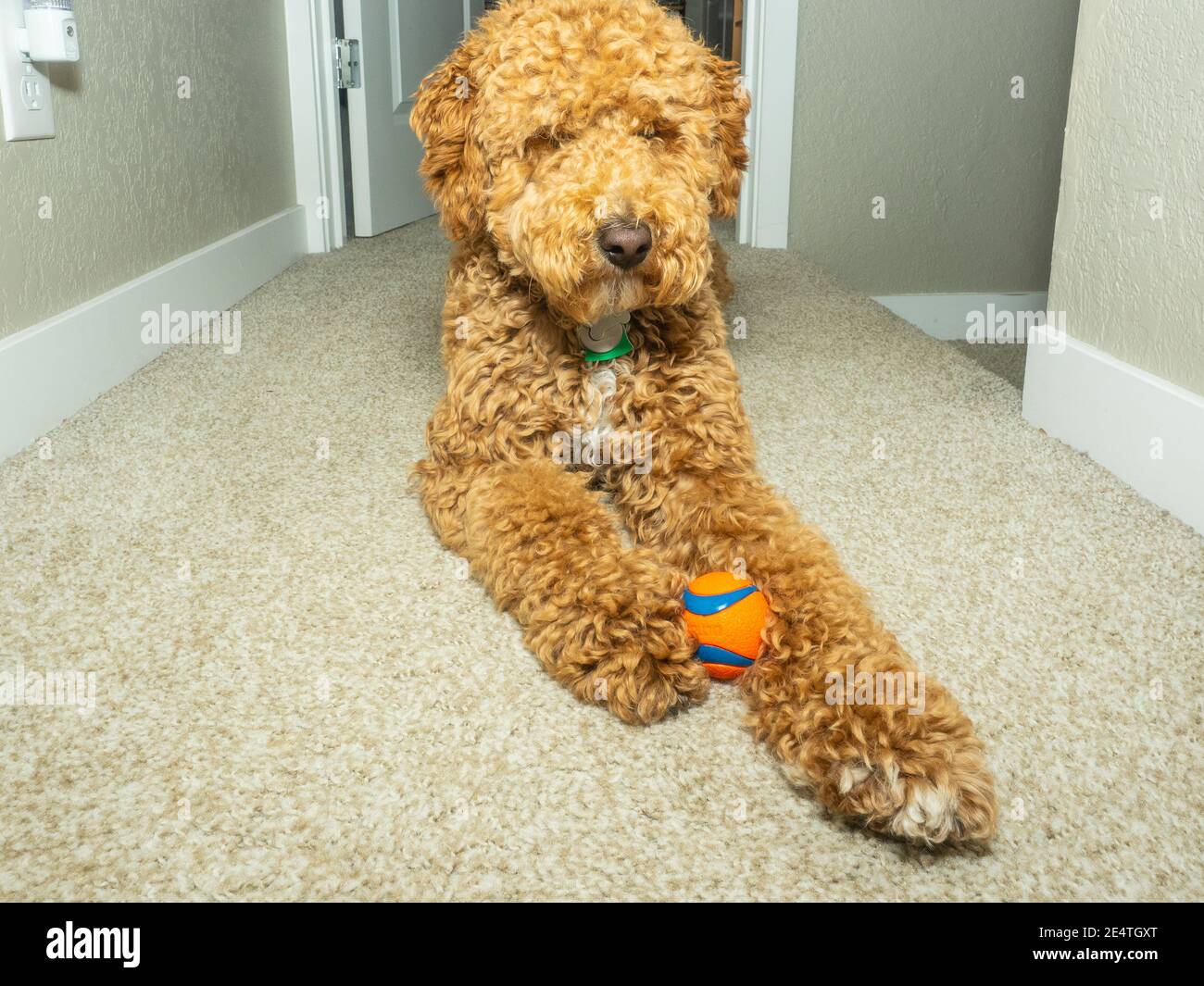 Australian Labradoodle is a mix between the Labrador Retriever, Poodle
