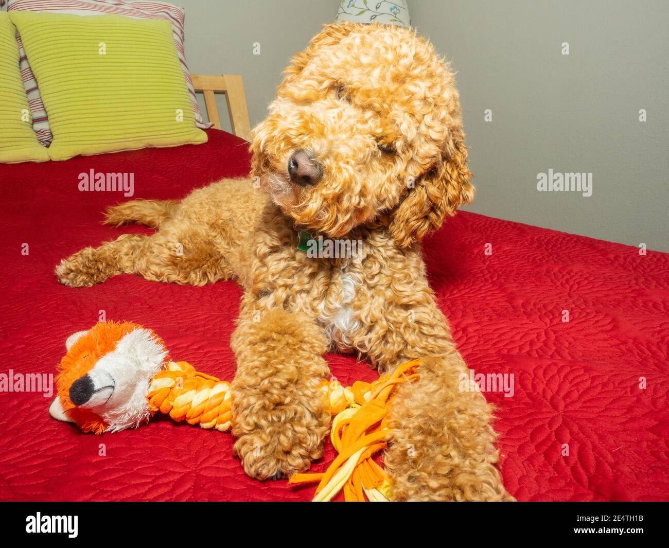 Australian Labradoodle is a mix between the Labrador Retriever, Poodle