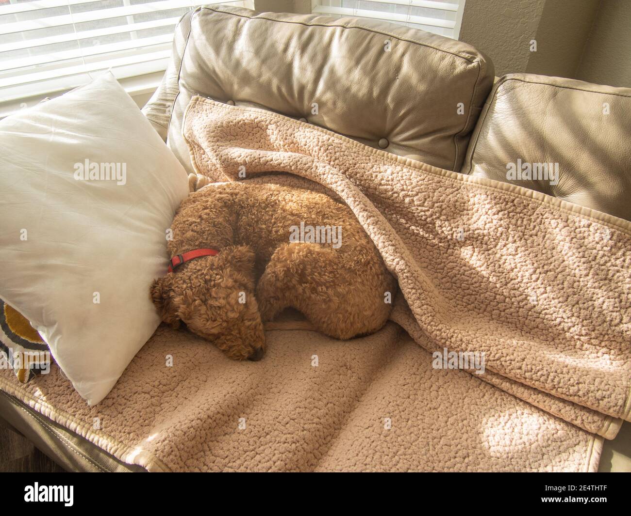 Australian Labradoodle is a mix between the Labrador Retriever, Poodle