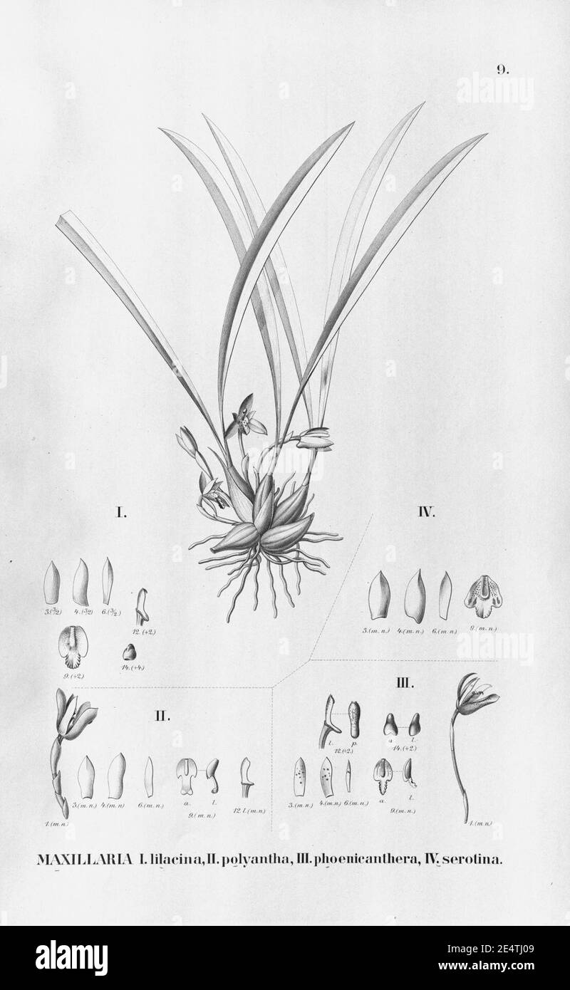 Maxillaria lilacea - Brasiliorchis polyantha (as Maxillaria p.) - Brasiliorchis phoenicanthera (as Maxillaria p.) - Brasiliorchis chrysantha (as Maxillaria c.) - Fl.Br. 3-6-09. Stock Photo