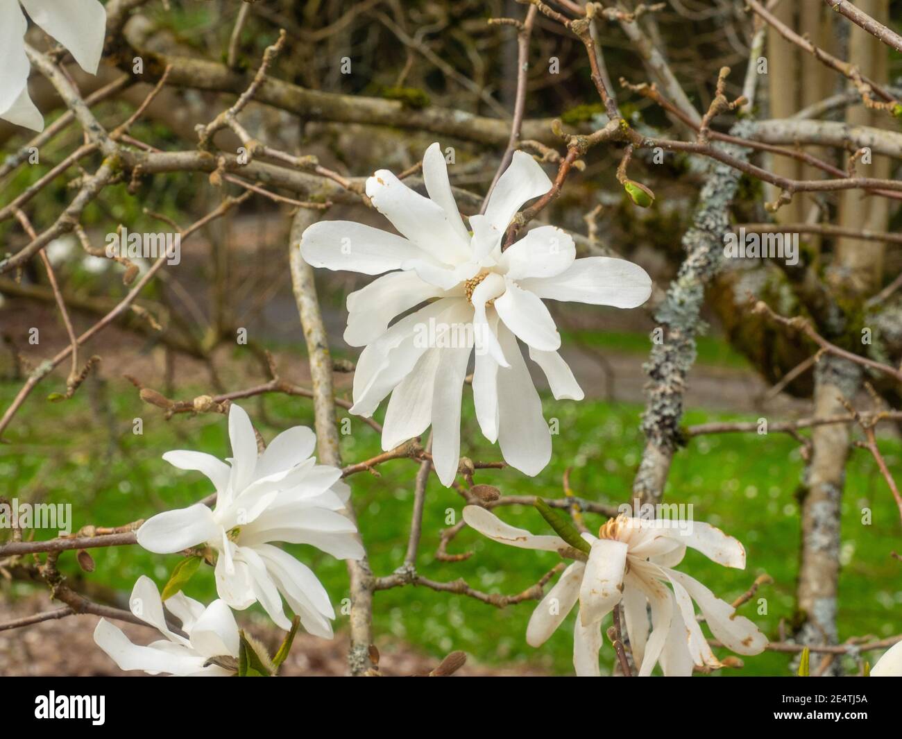 Magnolia × loebneri is a hybrid of two Magnolia species, the Japanese Magnolia kobus and M. stellata. Stock Photo