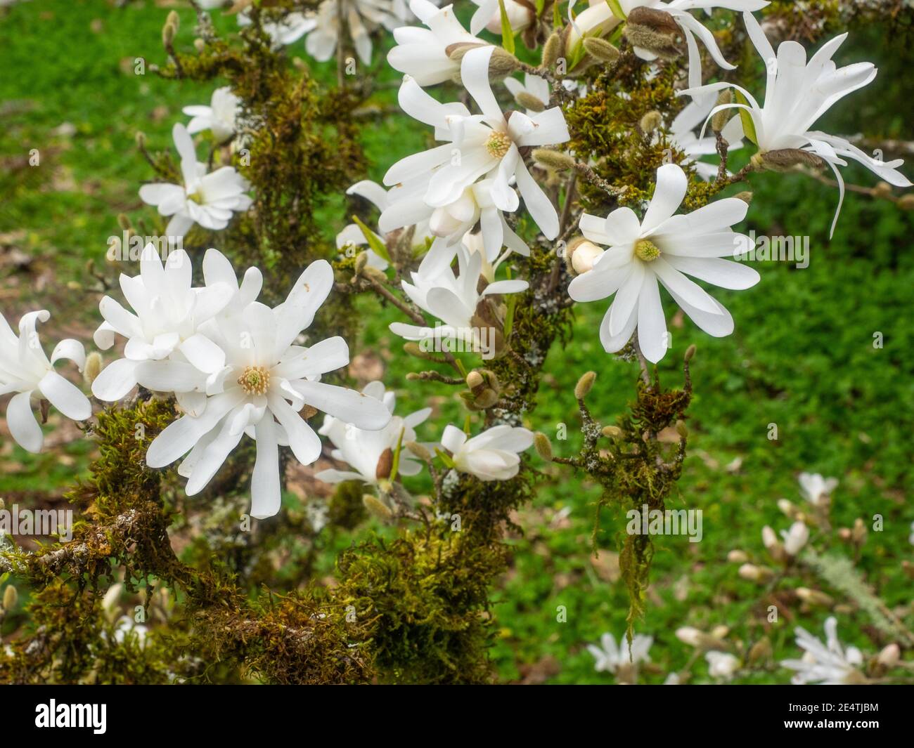 Star magnolia (Magnolia stellata) is a slow-growing shrub or small tree native to Japan. It bears large, showy white or pink flowers in early spring, Stock Photo