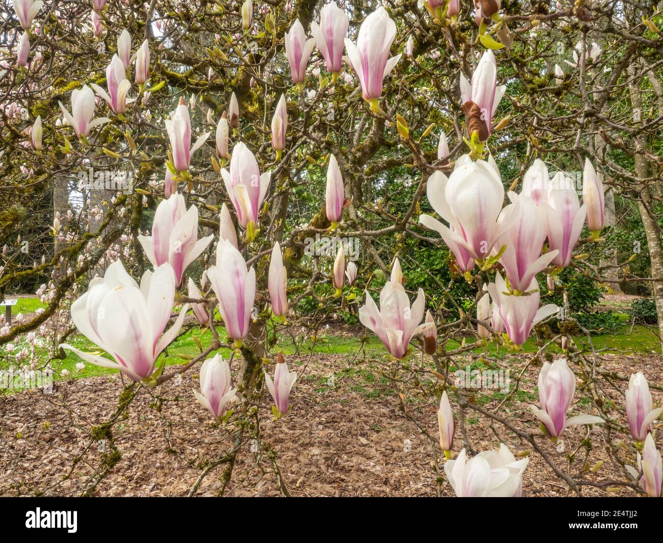 Saucer magnolia (Magnolia × soulangeana) is a hybrid plant in the genus