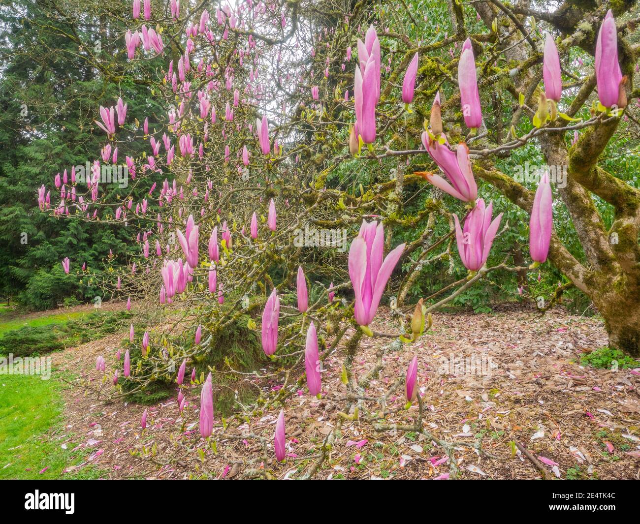 Saucer magnolia (Magnolia × soulangeana) is a hybrid plant in the genus