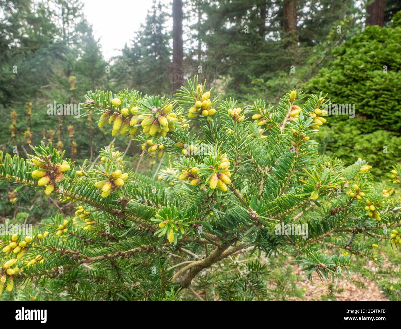 Eastern white pine (Pinus strobus) is a large pine native to eastern North America. Stock Photo