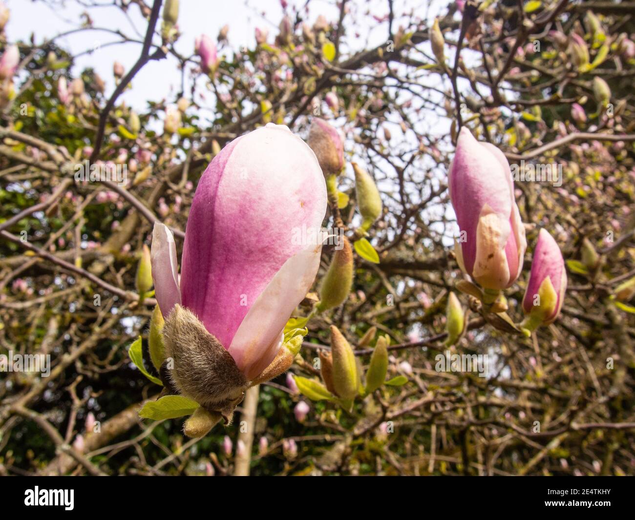 Saucer magnolia (Magnolia × soulangeana) is a hybrid plant in the genus