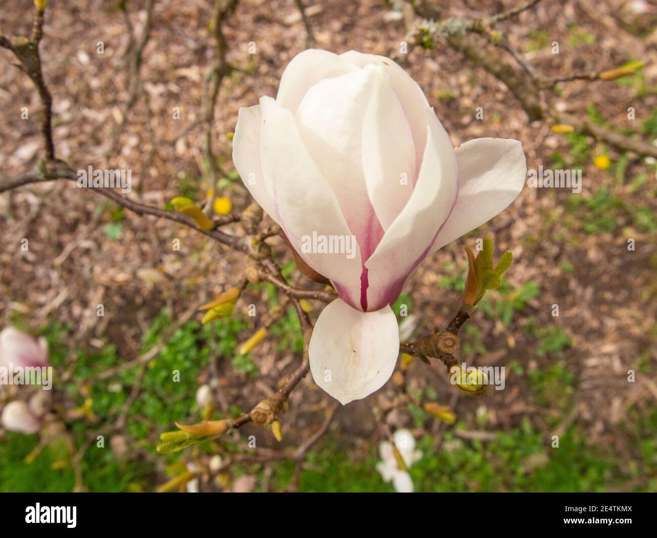 Saucer magnolia (Magnolia × soulangeana) is a hybrid plant in the genus