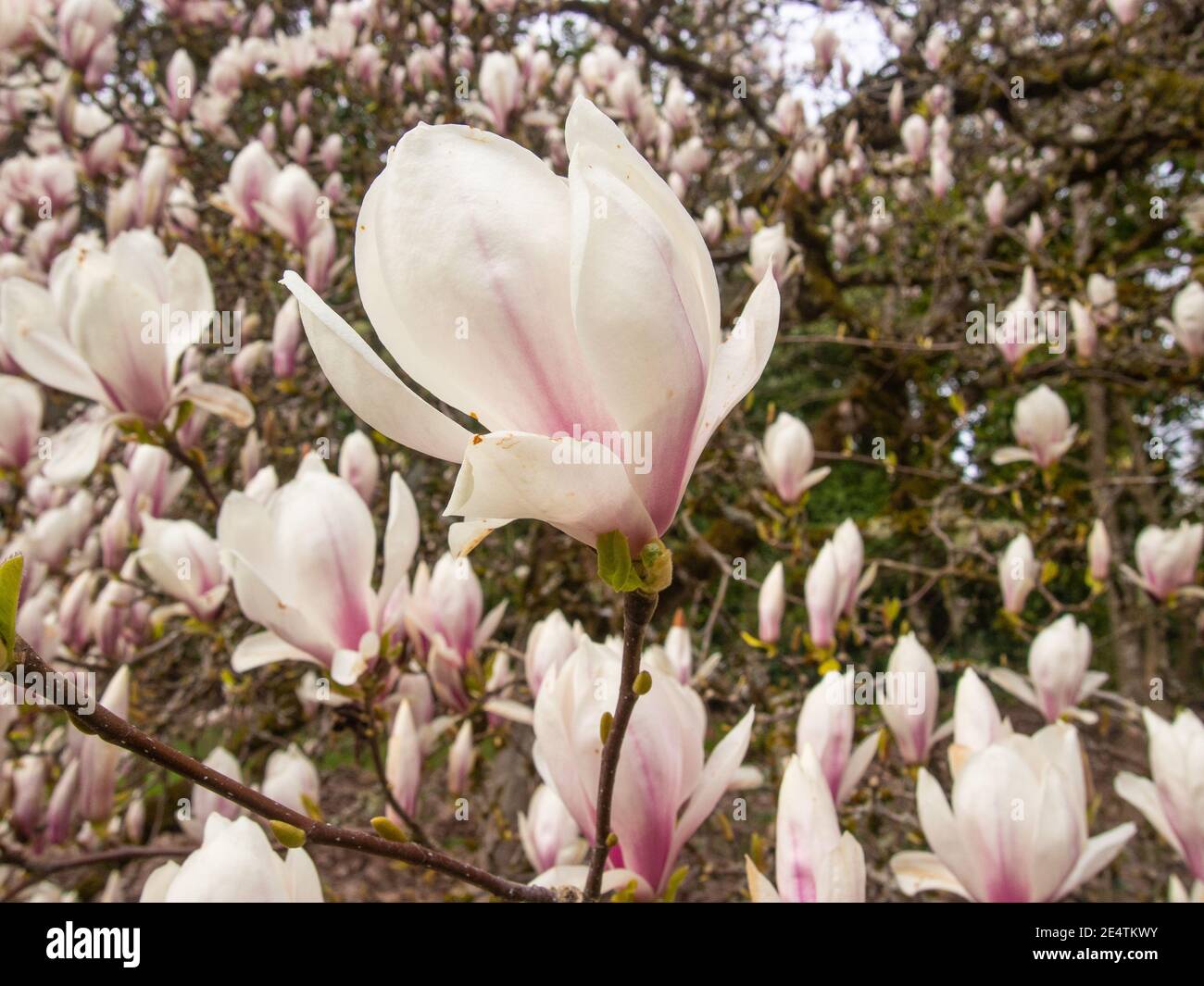 Saucer magnolia (Magnolia × soulangeana) is a hybrid plant in the genus