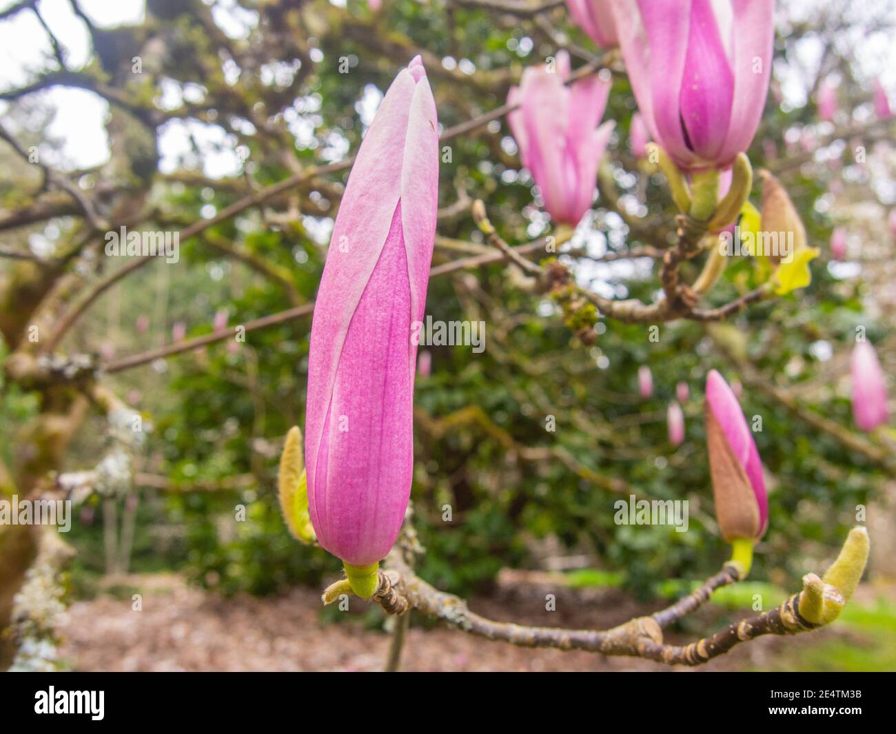 Saucer magnolia (Magnolia × soulangeana) is a hybrid plant in the genus