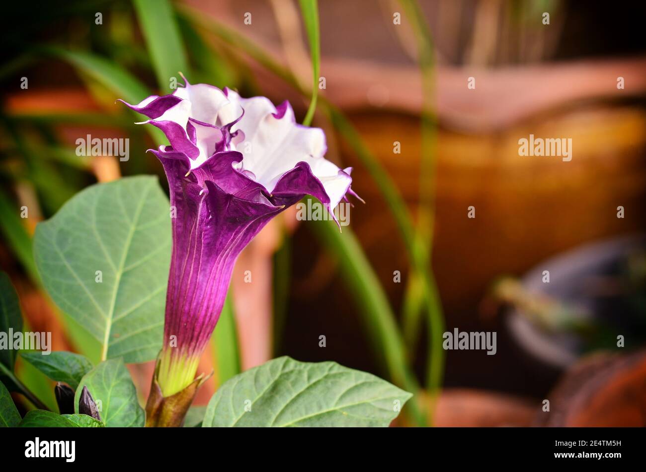 Beautiful Brugmansia Pers  flower in garden Stock Photo