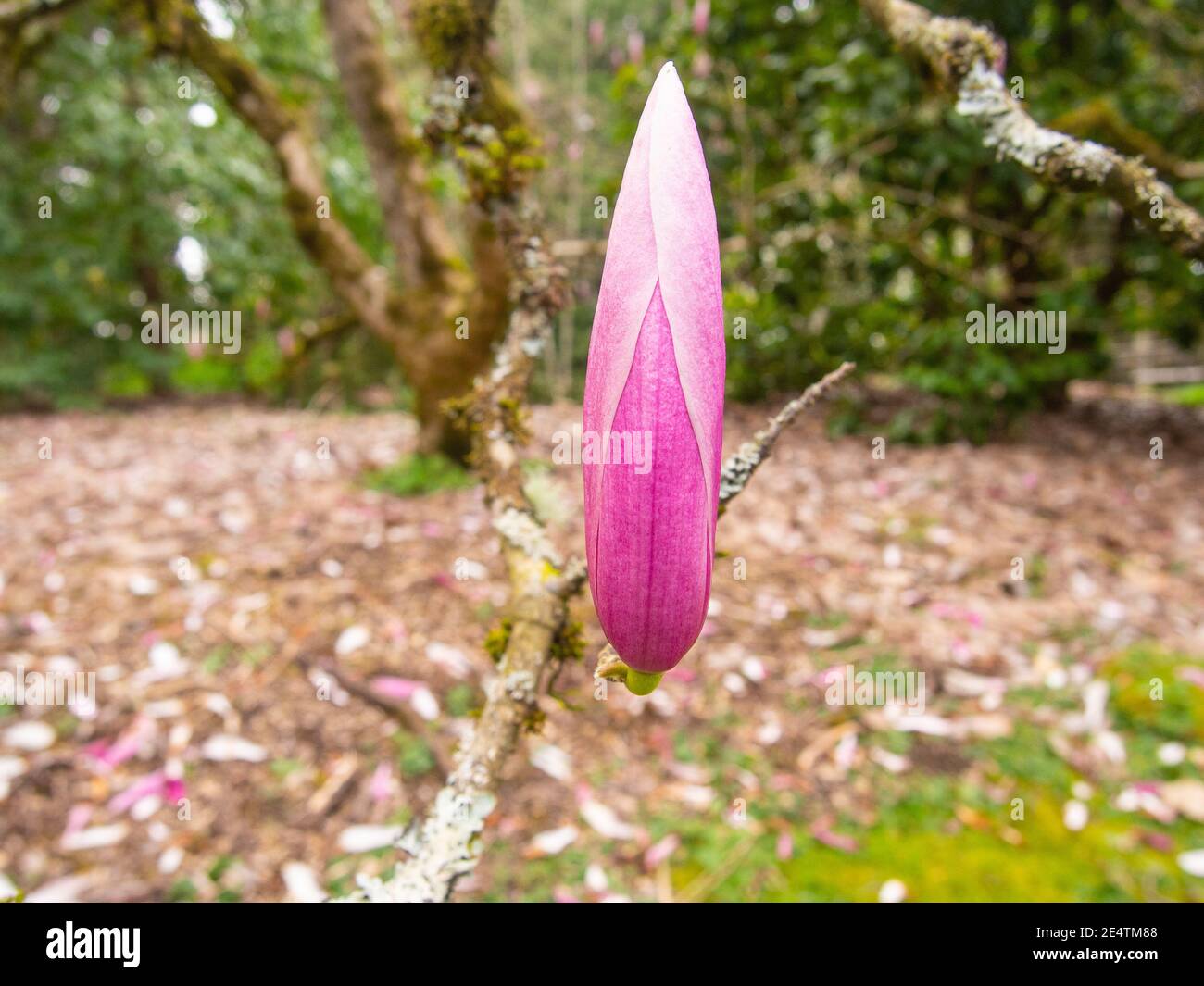 Saucer magnolia (Magnolia × soulangeana) is a hybrid plant in the genus