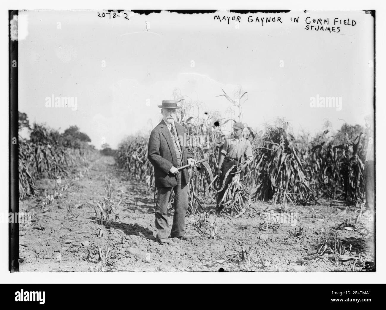 Mayor Gaynor in cornfield St. James Stock Photo