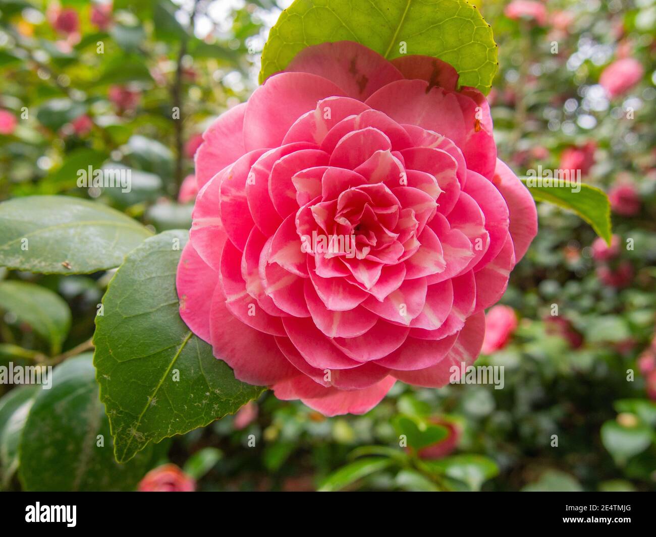 Japanese camellia (Camellia japonica) is one of the best-known species of the genus Camellia. Stock Photo