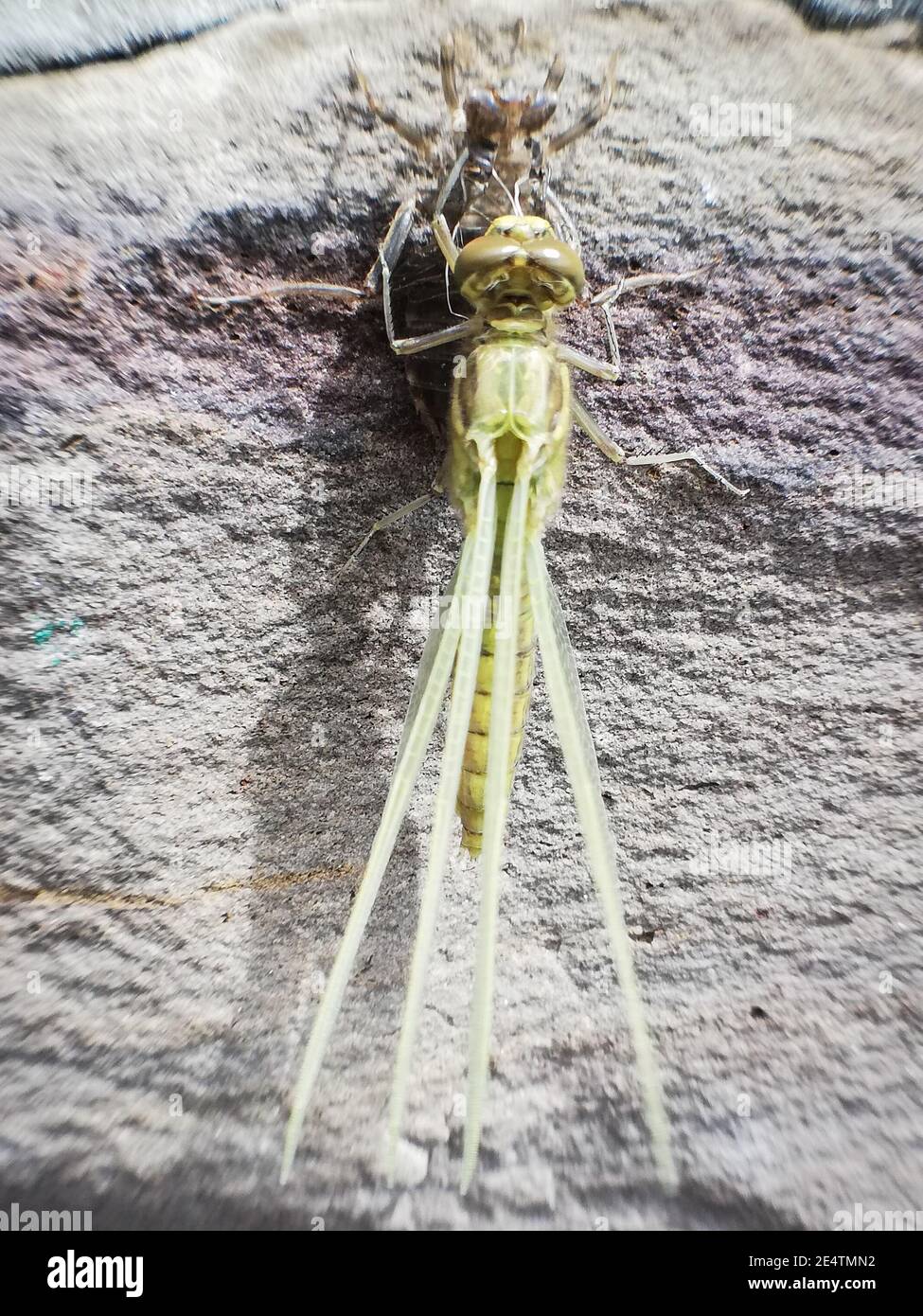 Birth of a dragonfly on the garden's wall. Insect in close-up. Dragonfly in macro Stock Photo