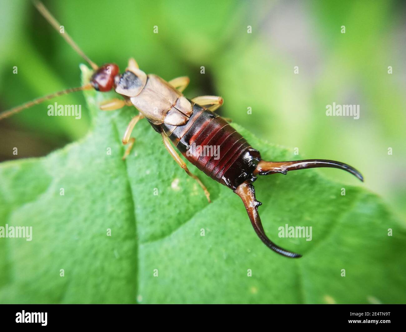 Earwig on a leaf in close-up. Insect in close up. Earwig in macro Stock Photo