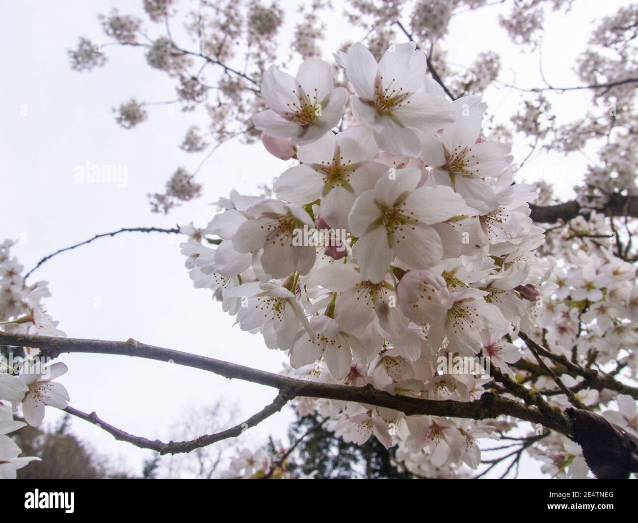 Yoshino cherry (Prunus × yedoensis) is a hybrid cherry of between ...