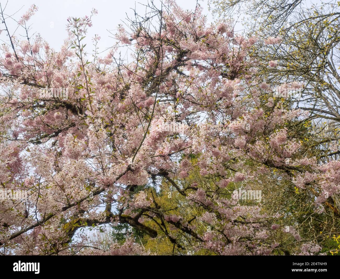 Japanese cherry (Prunus serrulata 'Horinji') is a species of cherry native to China, Japan, Korea, and India, Stock Photo