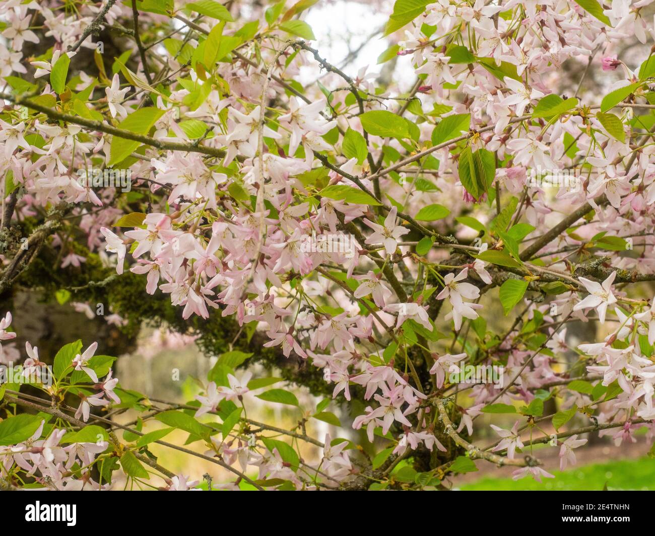 Japanese cherry (Prunus serrulata 'Horinji') is a species of cherry native to China, Japan, Korea, and India, Stock Photo